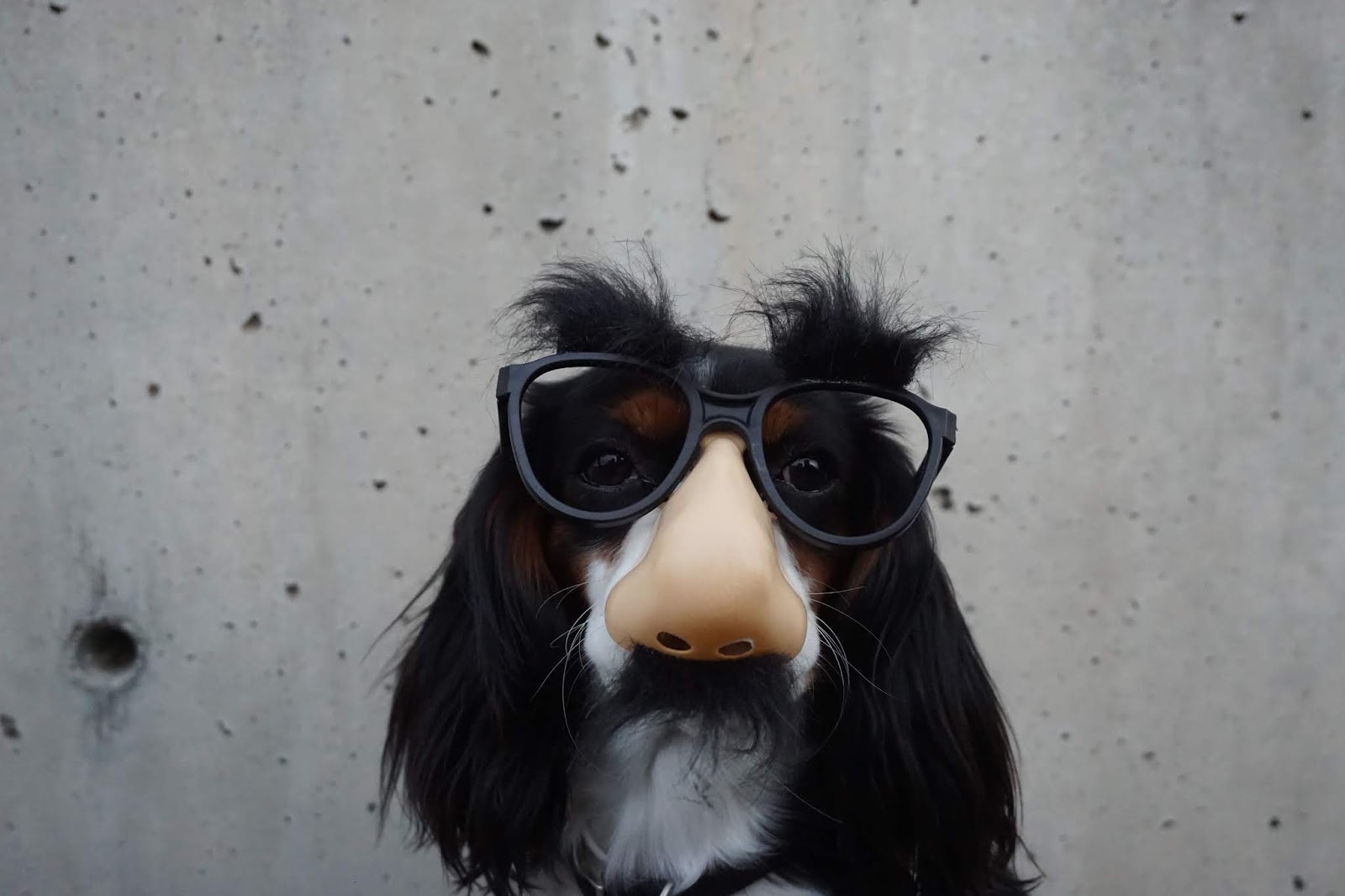 dog with eyeglasses