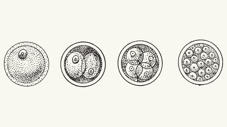 vintage drawing of cells in four stages of replication