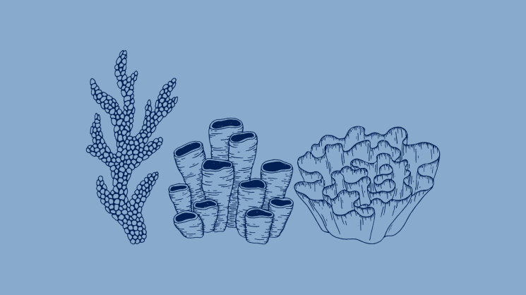 blue background with different types of coral drawn on foreground