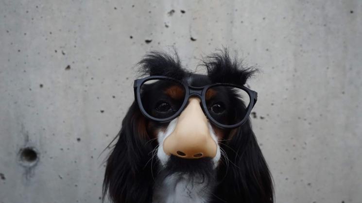 dog with eyeglasses
