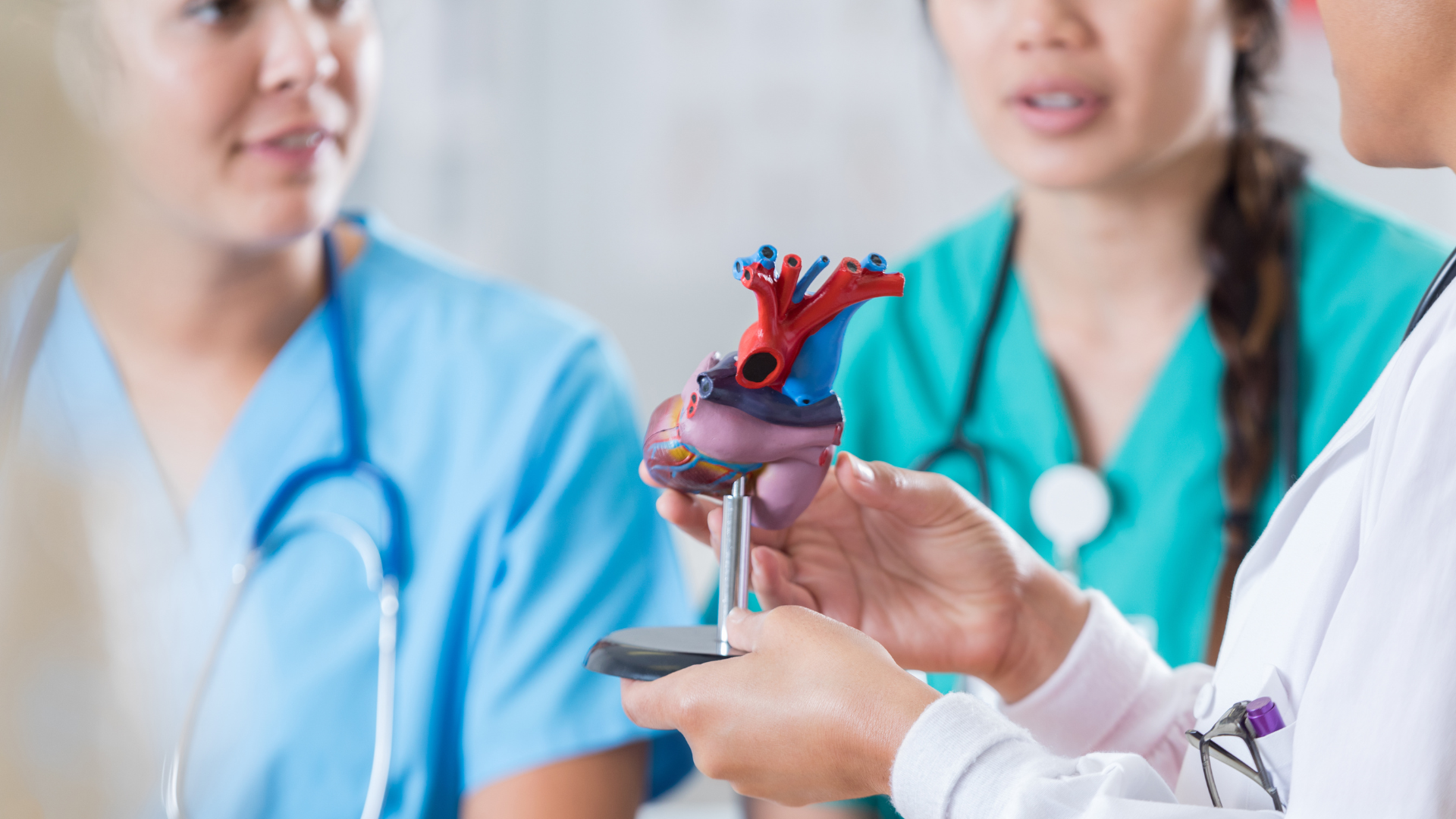 med students holding an anatomical model of a heart