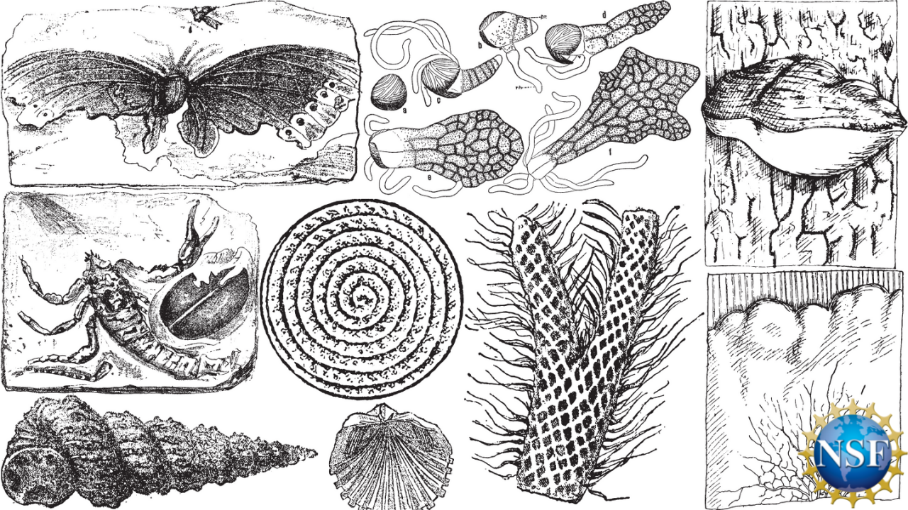 fossils with NSF logo
